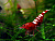 Креветка Red zebra pinto 